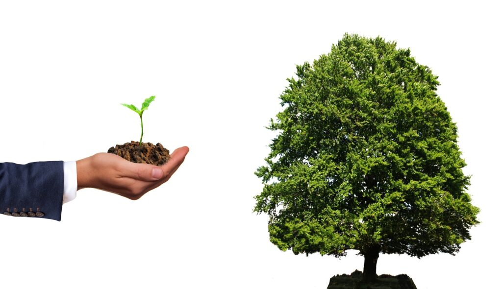 plant-4159065_1920 conveyancing cairns
