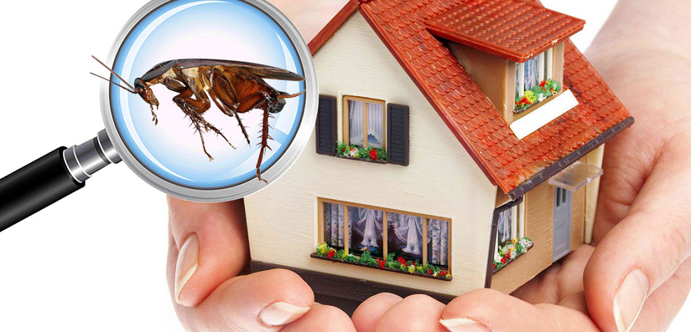structural-pest-inspection Are Building And Pest Inspections Really Important?