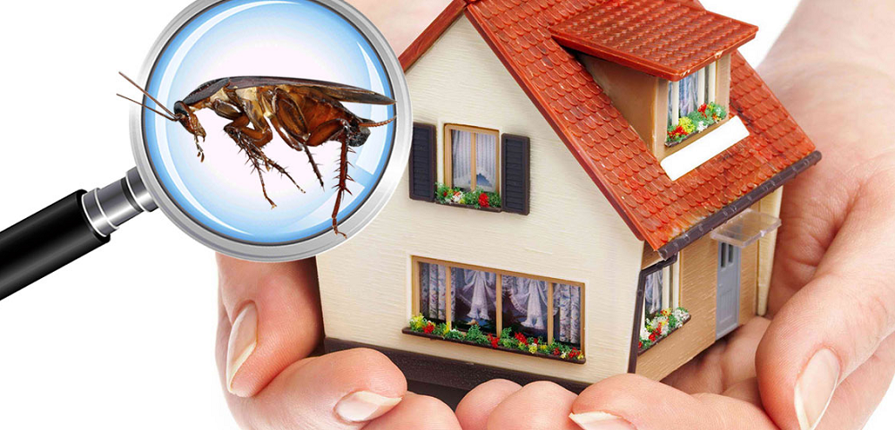 Are Building And Pest Inspections Really Important?